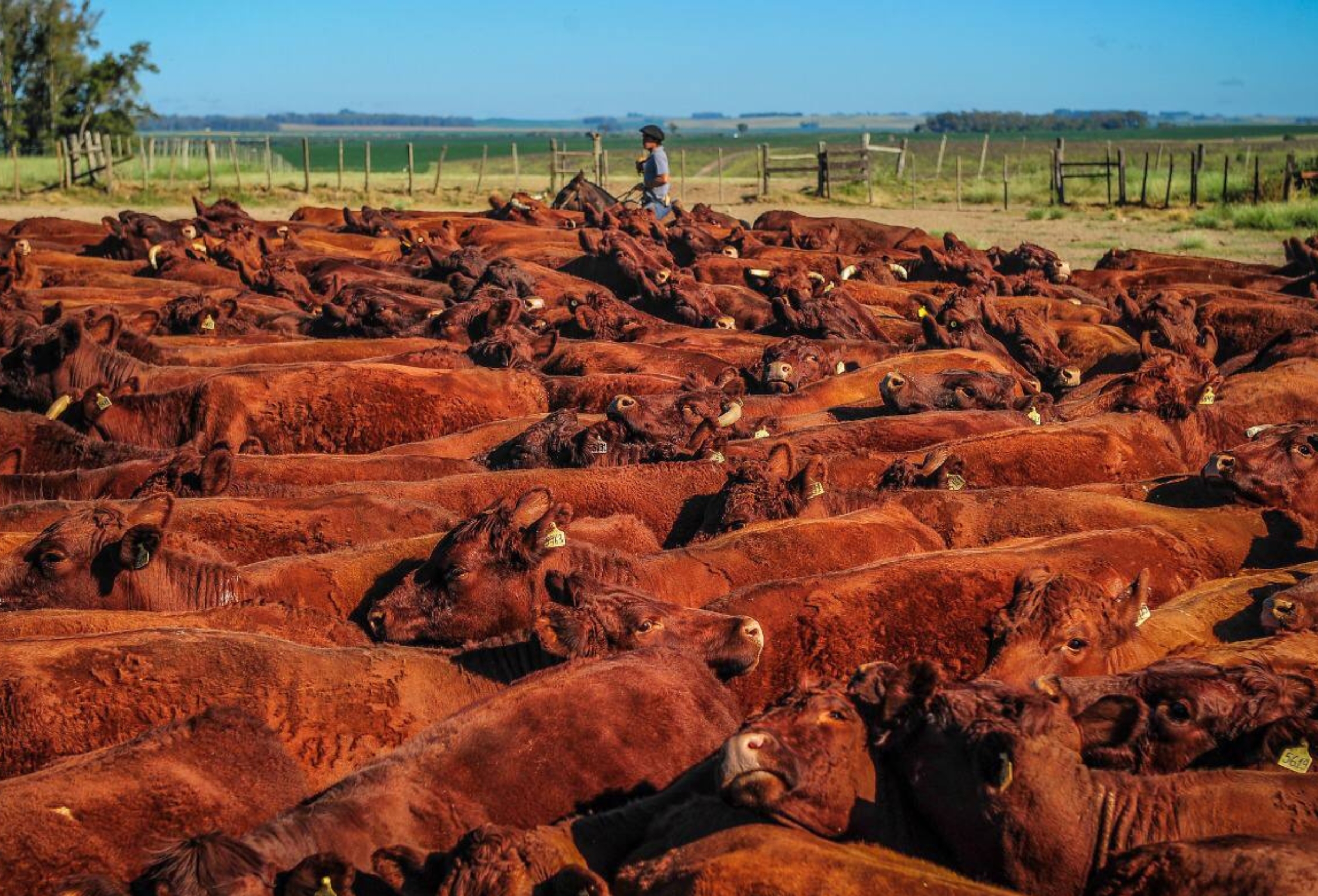 OAB Barro Preto - ANC supera 100 mil registros em 2025 e avança 65% em um ano