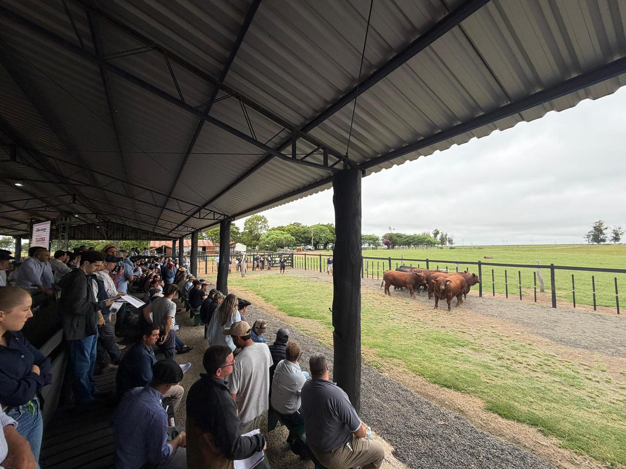OAB Barro Preto - Congresso Mundial Brangus começou em Uruguaiana