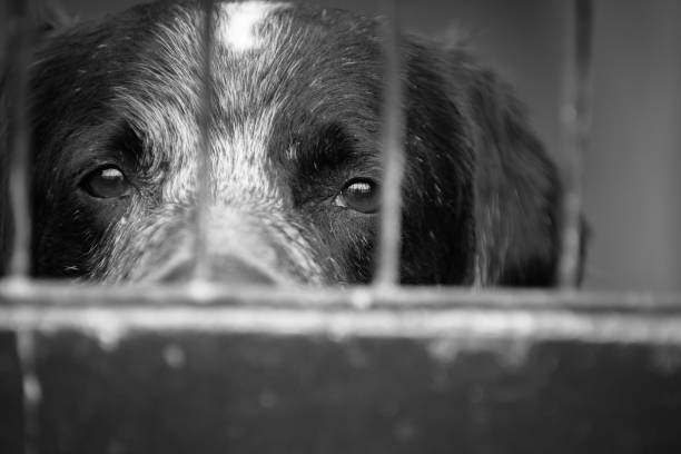 OAB Barro Preto - Dois homens são presos por maus-tratos qualificados contra animais