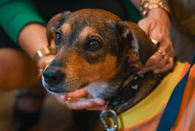 OAB Barro Preto - Uruguaiana avalia adesão a fundo para proteção animal