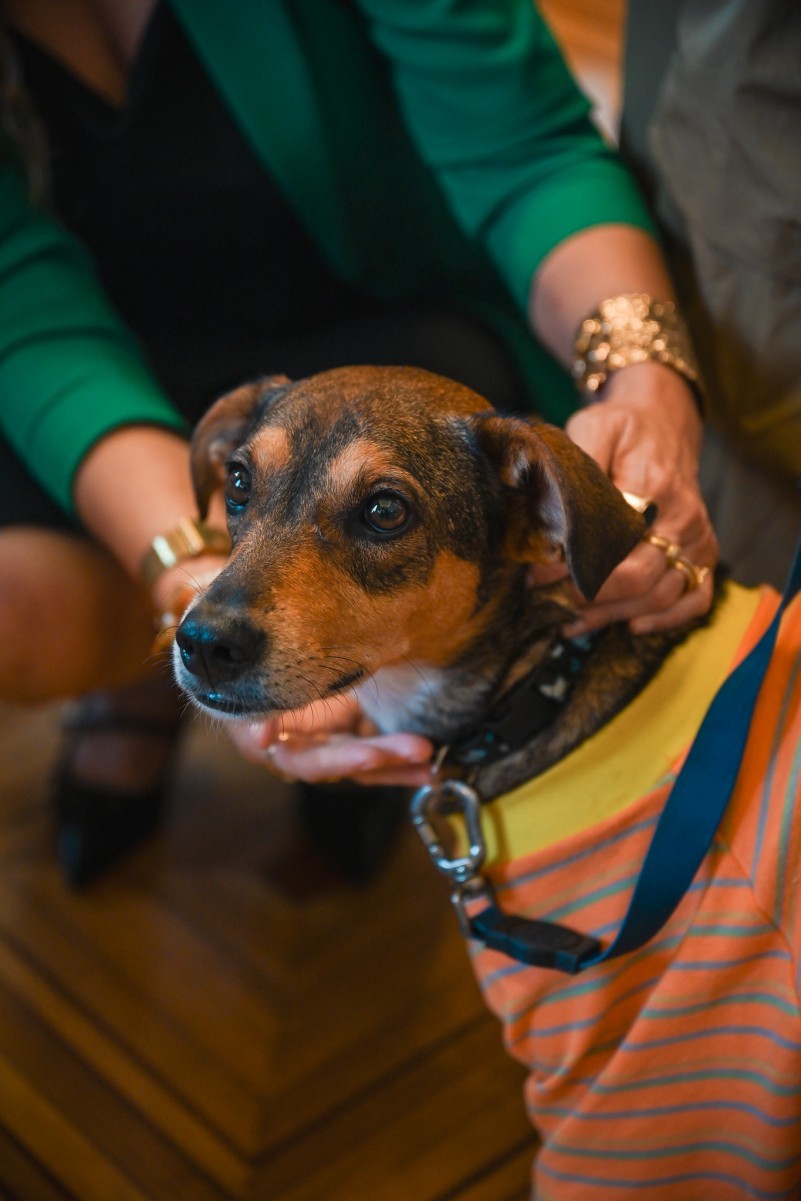 OAB Barro Preto - Uruguaiana avalia adesão a fundo para proteção animal