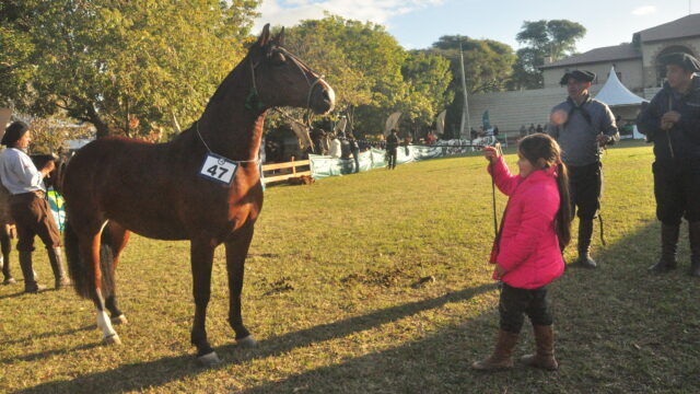 Julgamento do Cavalo Crioulo será destaque deste sábado na Expoutono
