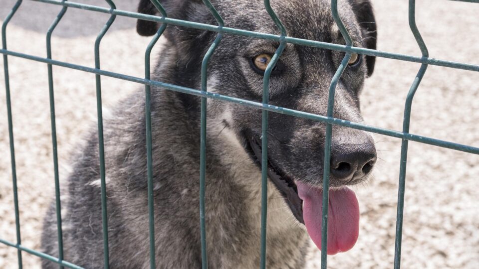 OAB Barro Preto - Vereadora quer campanha incentivando denúncias de crueldade contra animais