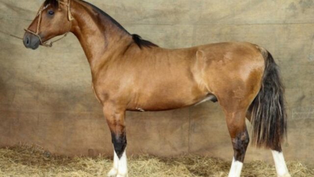 Leilão da GAP alcança média de R$ 97 mil e avalia cavalo em R$ 2,5 milhões