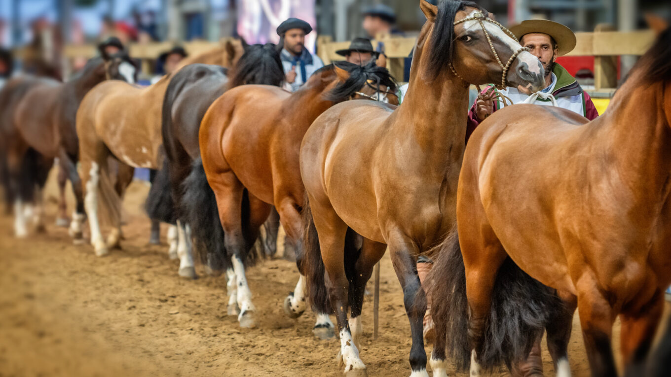 Inscrições abertas para Classificatória Aberta e Prévia Morfológica