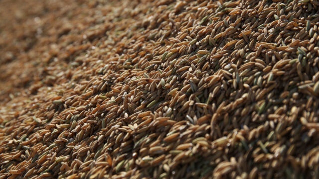 Leilão de Pepro comercializa 22,7 mil toneladas de arroz gaúcho