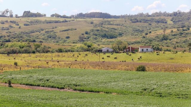 Estudo identifica 199 espécies-chave para o futuro da agricultura