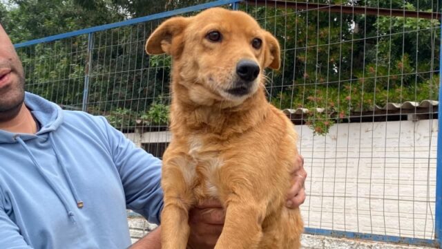 Cãopanha arrecada roupas e cobertores para cães do abrigo municipal