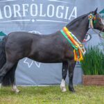 Inspirada Cala Bassa foi a Grande Campeã e Melhor Exemplar da Raça. Crédito: Maurício Vinhas
