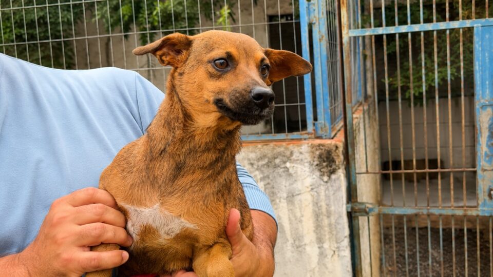 OAB Barro Preto - Uruguaiana teve quase cem denúncias de maus-tratos a animais