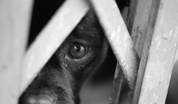 Tutor preso em flagrante por maus-tratos a cachorro após fiscalização