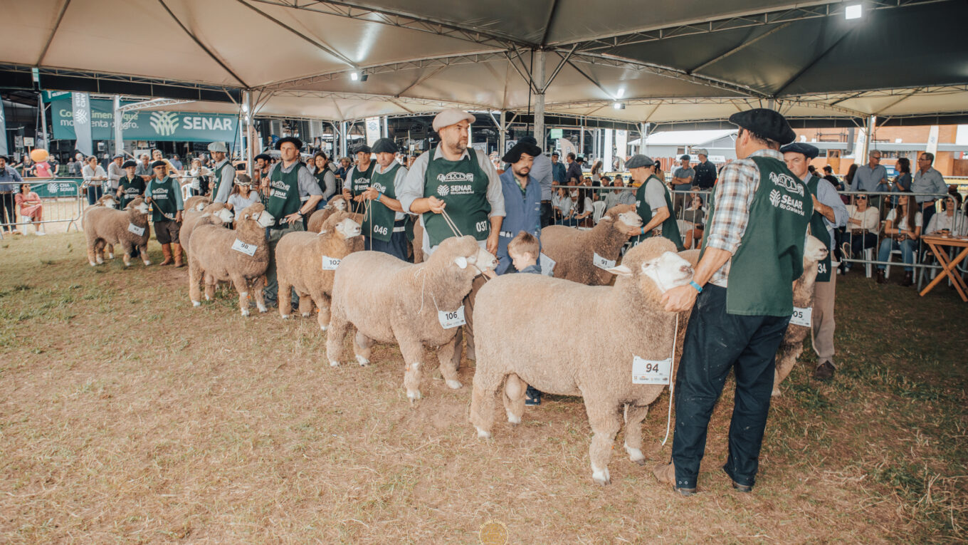 Corriedale leva 30 animais à Expointer e terá jurados do Brasil e Uruguai