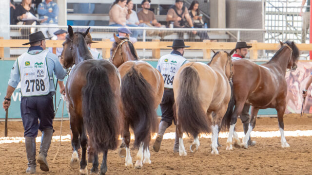 Expointer atualiza exigências sanitárias para entrada de cavalos crioulos