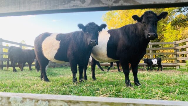 Raça bovina Galloway volta à Expointer após 19 anos