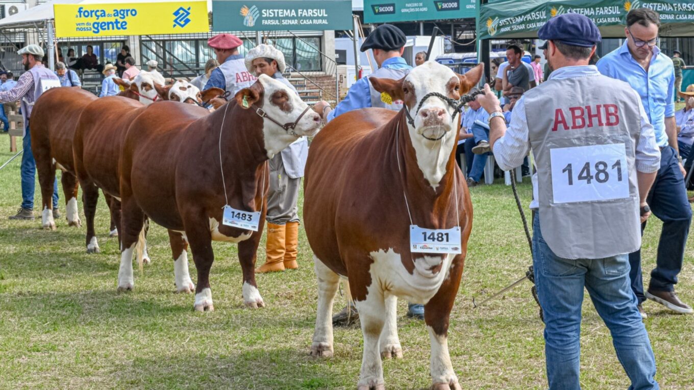 Número de animais Hereford e Braford na Expointer cresce 11%