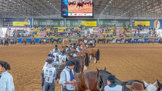 Morfologia do cavalo crioulo é atração do primeiro final de semana