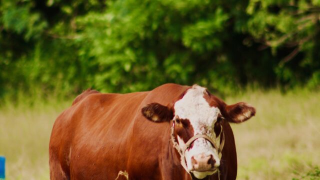 O que muda com o novo modelo de contribuição ao Fundesa-RS