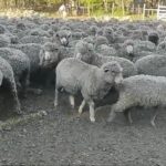 Nova contagem confirmou a presença dos 450 ovinos na propriedade rural.