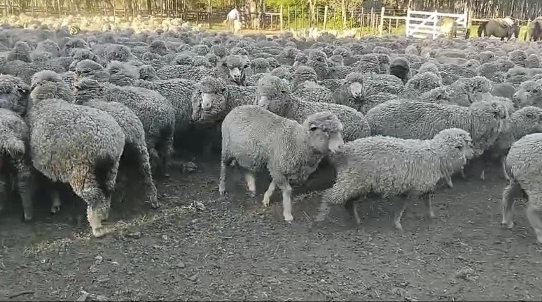 Nova contagem confirmou a presença dos 450 ovinos na propriedade rural.