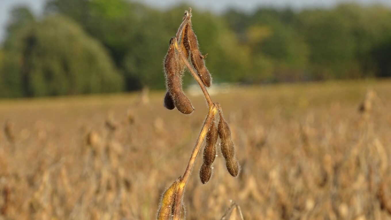 Agropecuária cresce 37,4% e sustenta o PIB do RS