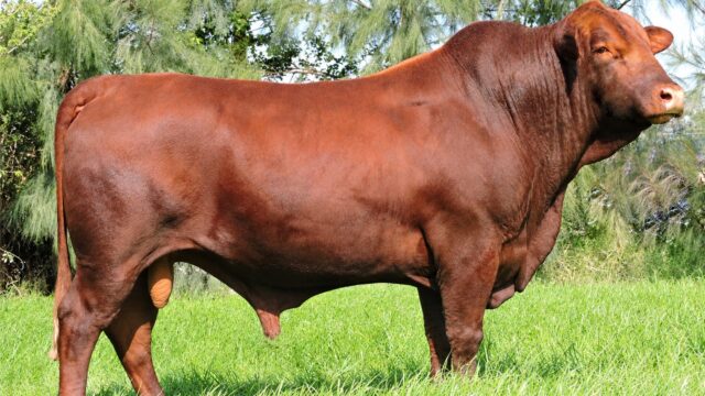 Bravon obtém reconhecimento oficial do Ministério da Agricultura