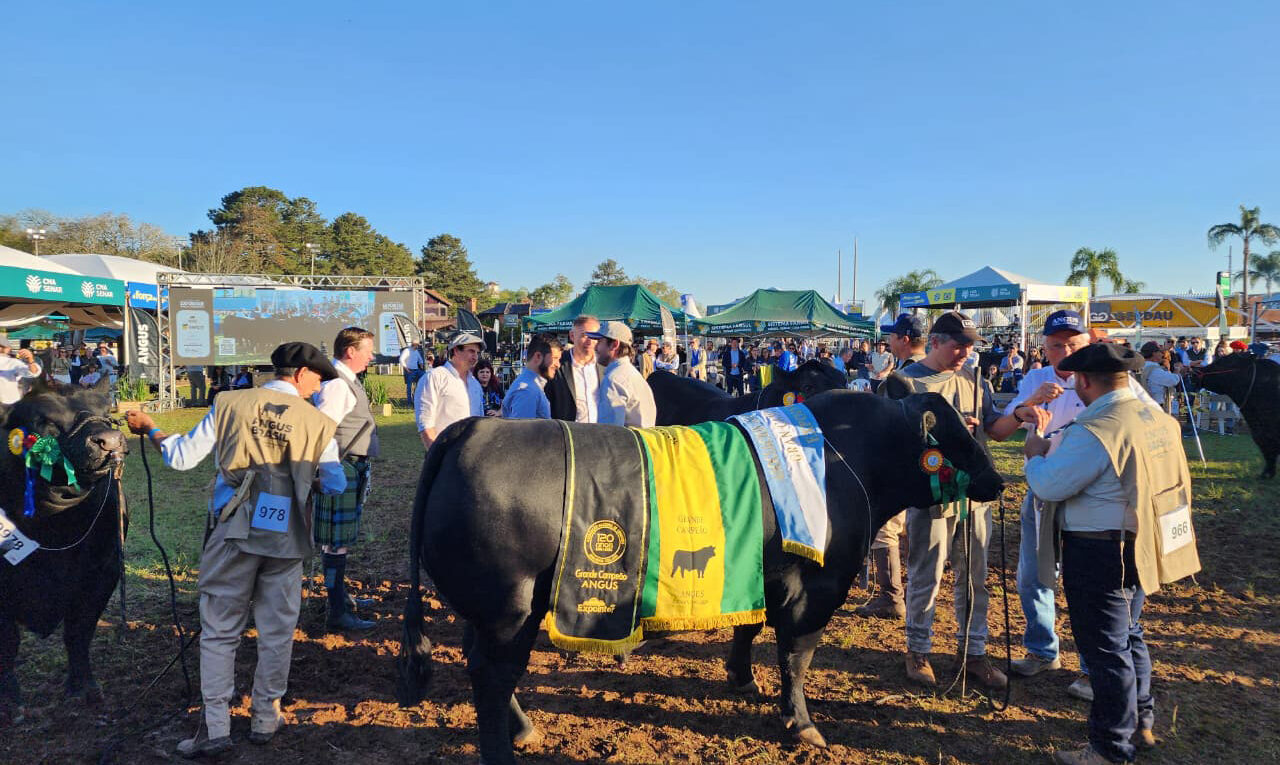 Grandes campeões Angus e Ultrablack da categoria buçal são premiados