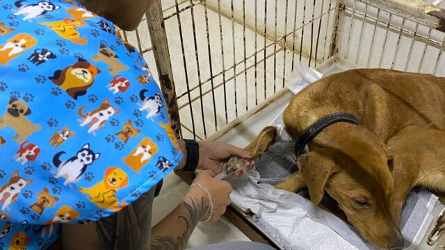 Homem é preso por maus-tratos a cão