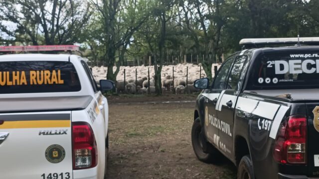 Rebanho de 450 ovinos é localizado e PC descarta furto